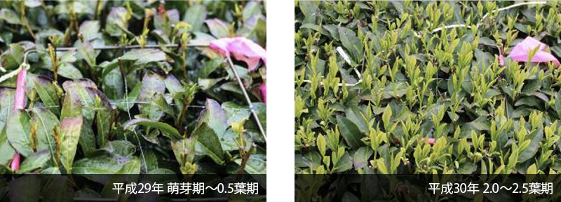 写真：新芽状況比較写真　袋井三川地区