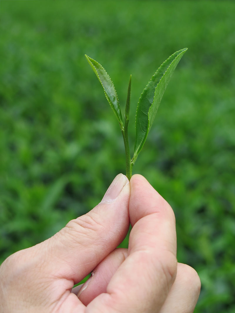 写真:茶の新芽
