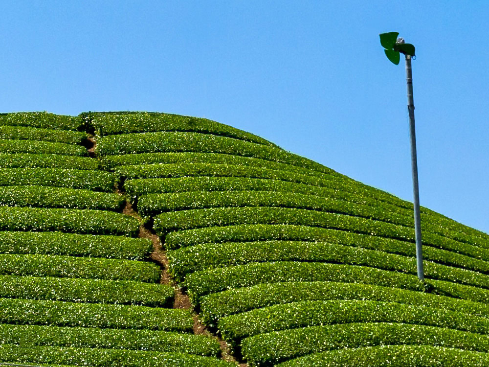 写真:茶畑に設置された巨大な扇風機