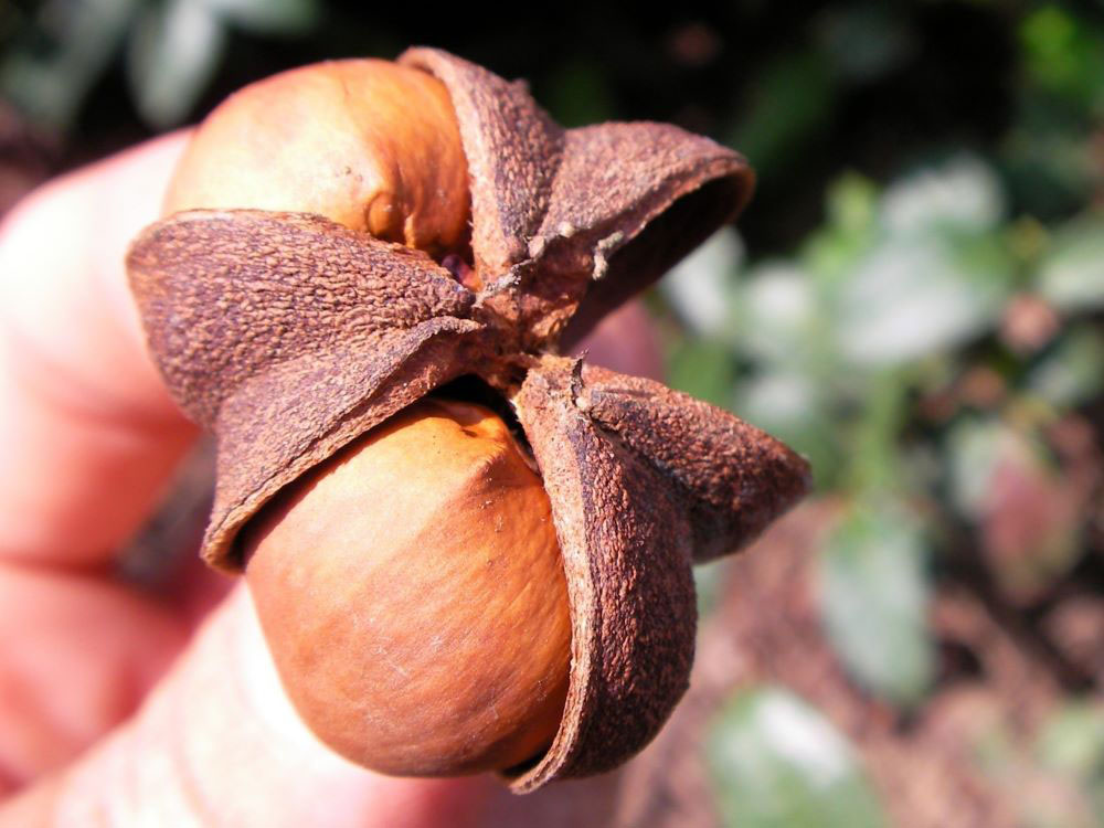 写真:お茶の実
