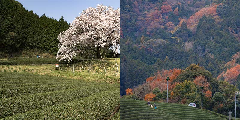 写真：桜、紅葉、茶畑のイメージ