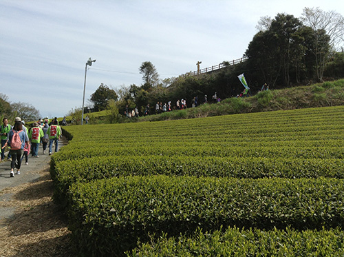 写真：茶畑の中を歩く