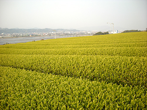 写真：初倉の茶畑