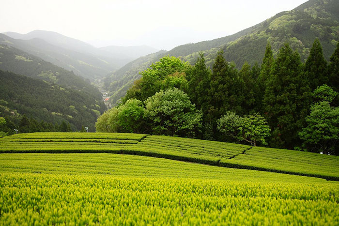 写真：川根の茶畑の風景