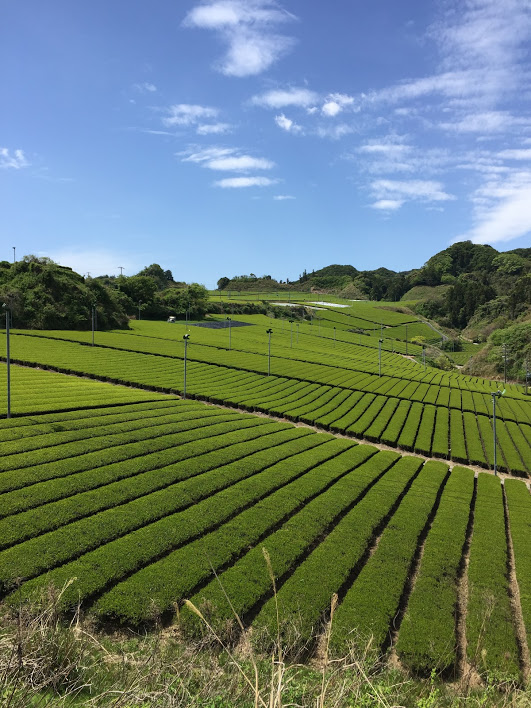 写真：2020年の茶畑の様子
