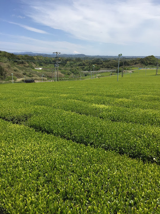 写真：2020年の茶畑の様子