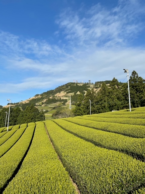 写真：茶畑の様子