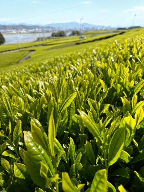 写真：茶畑の様子