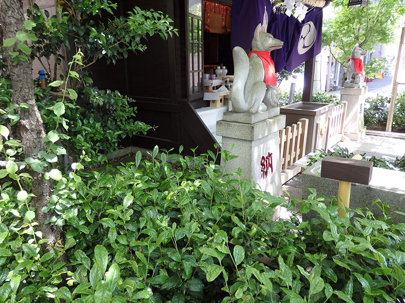写真：神社の茶の木の様子